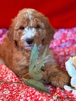 Mixed Breed dogs - Advert 3