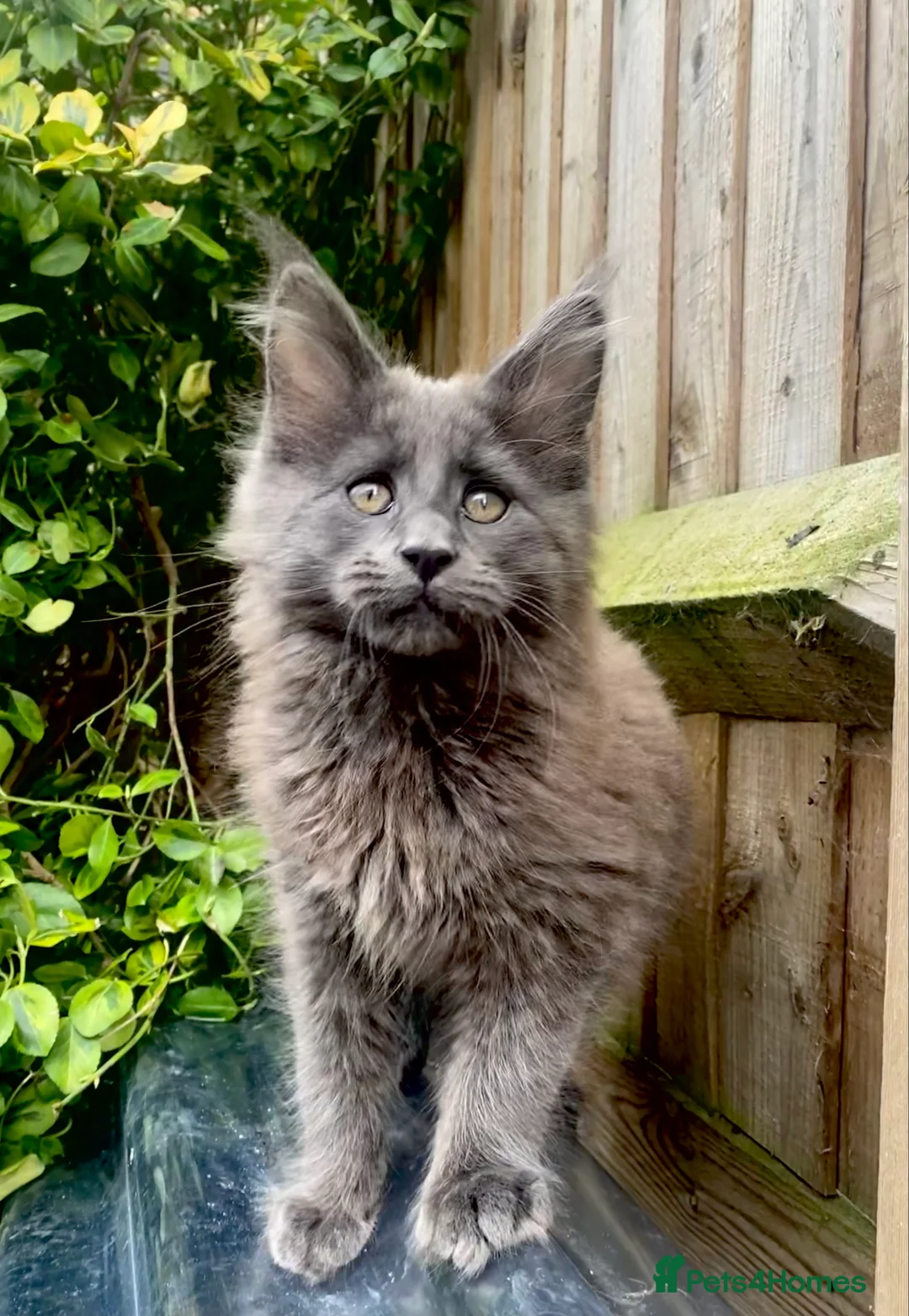 Maine Coon cats for stud: Blue Solid Maine Coon for Stud in London - Advert 17