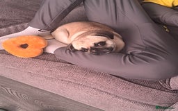 Pug dogs for sale: Female 2 year old pug for sale - Image 5