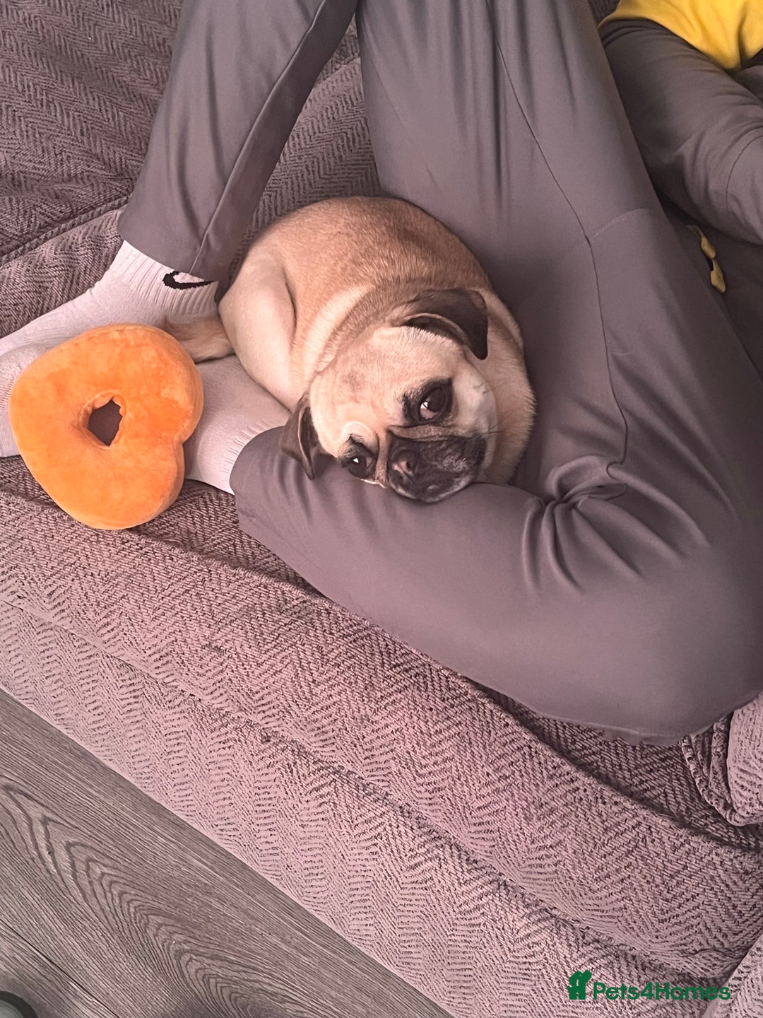 Pug dogs for sale: Female 2 year old pug for sale - Image 5