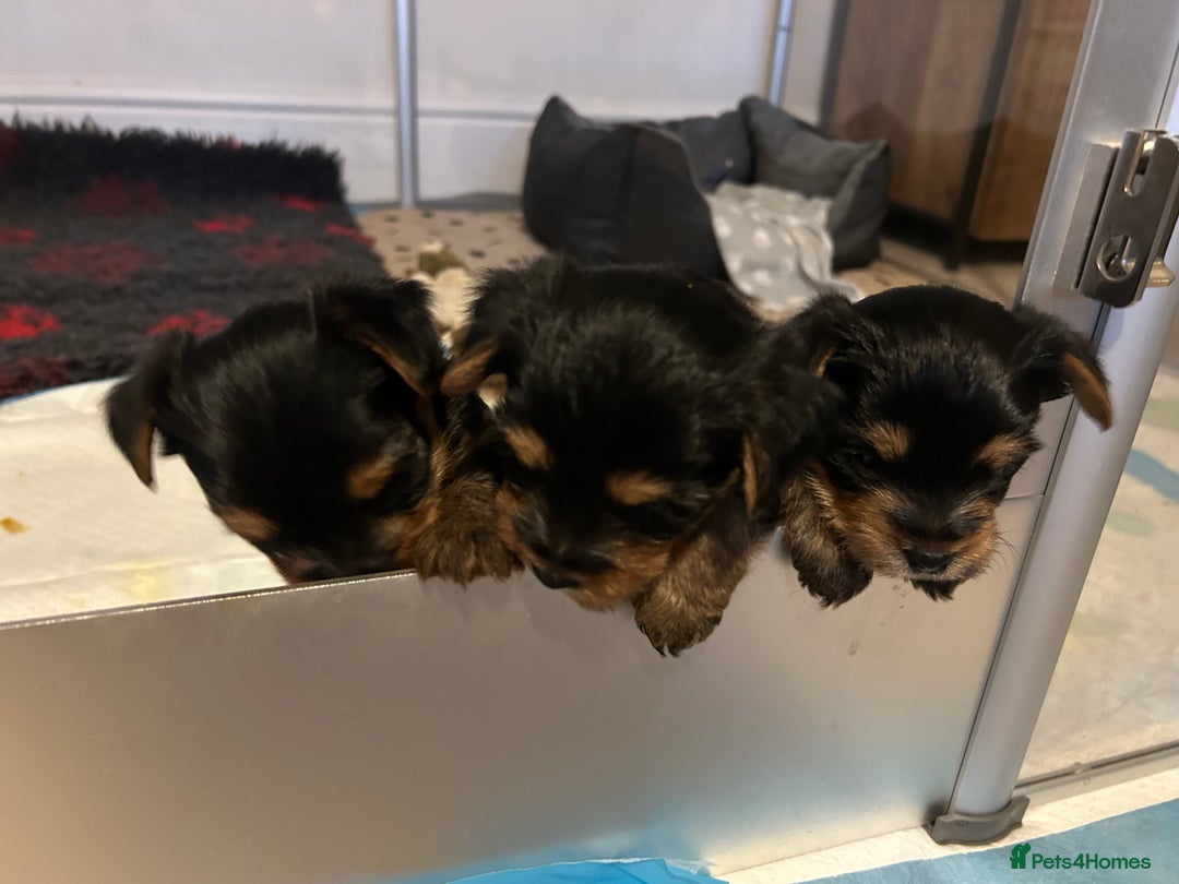 Yorkshire Terrier dogs for sale: Pedigree Healthy toy Yorkshire Terrier pups  - Image 7