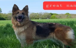 German Shepherd dogs for sale: German Shepherd pups ready end of August  - Image 35