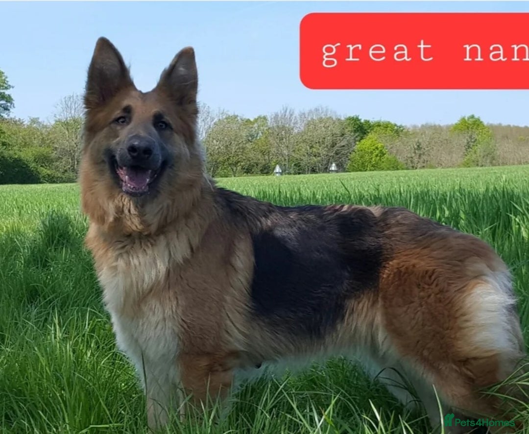 German Shepherd dogs for sale: German Shepherd pups ready end of August  - Image 35