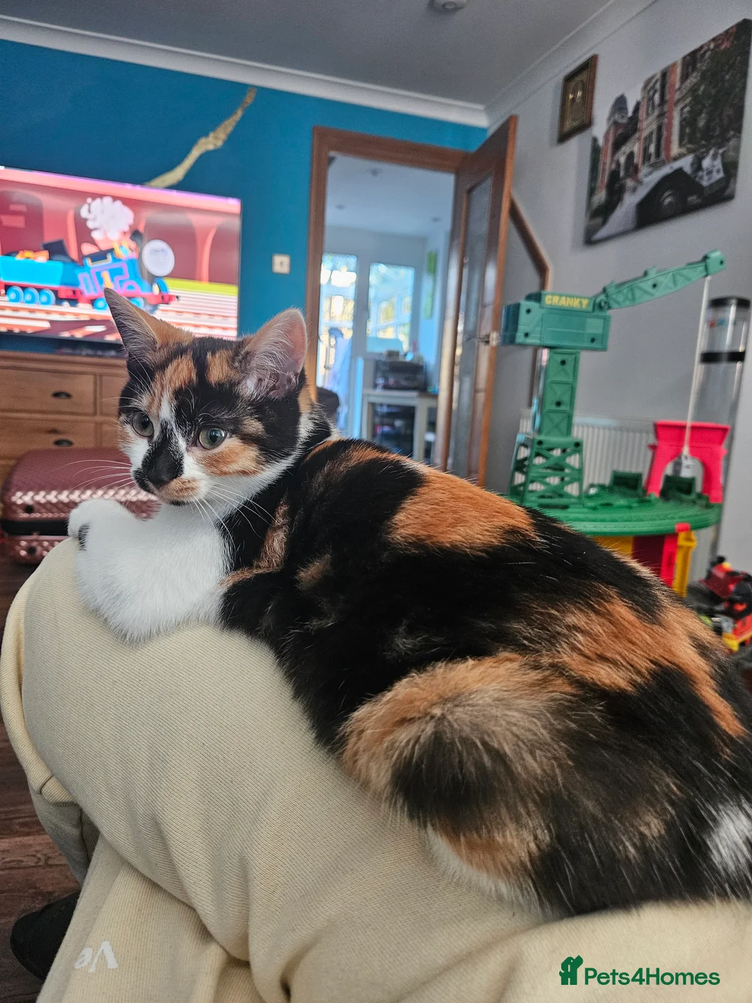 Mixed Breed cats for sale: Lovely kittens,2 sisters! - Advert 7