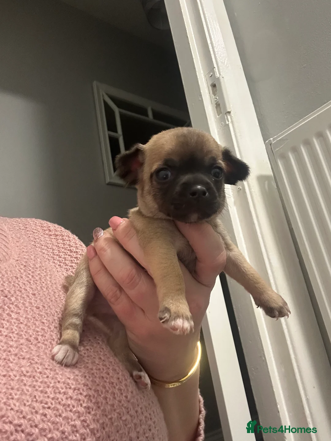 Chihuahua dogs for sale: Chihuahua puppies  - Advert 2