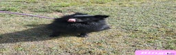 German Spitz dogs for sale: Bluey & Bingo looking for Loving Homes.  - Advert 13