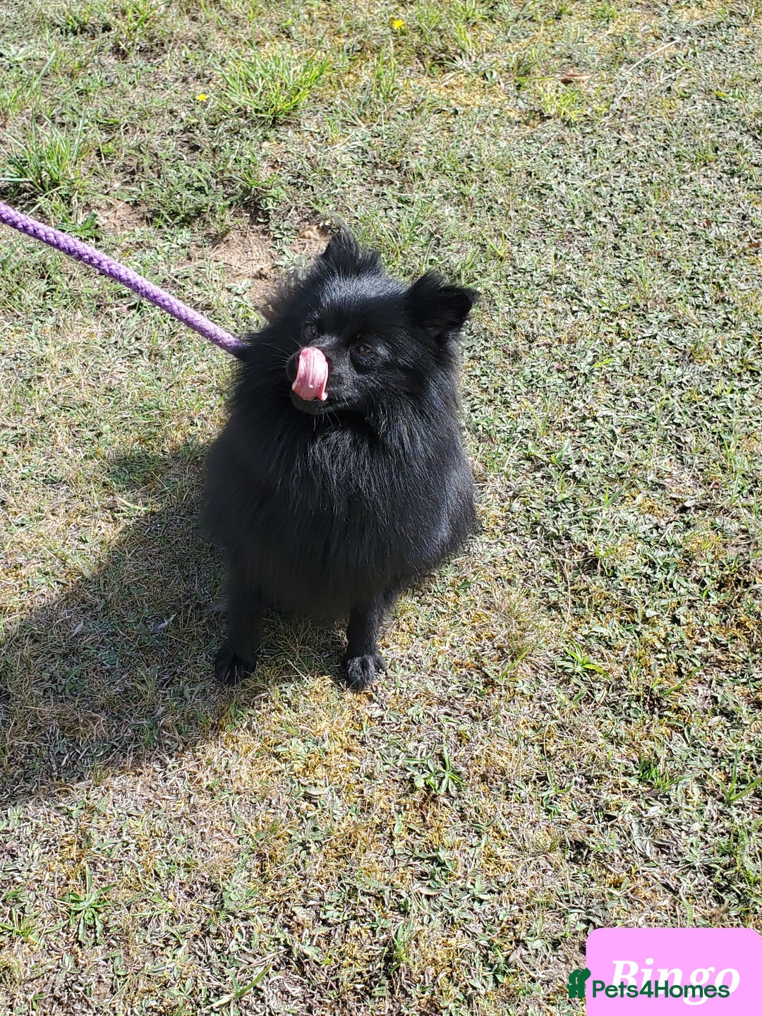 German Spitz dogs for sale: Bluey & Bingo looking for Loving Homes.  - Advert 13