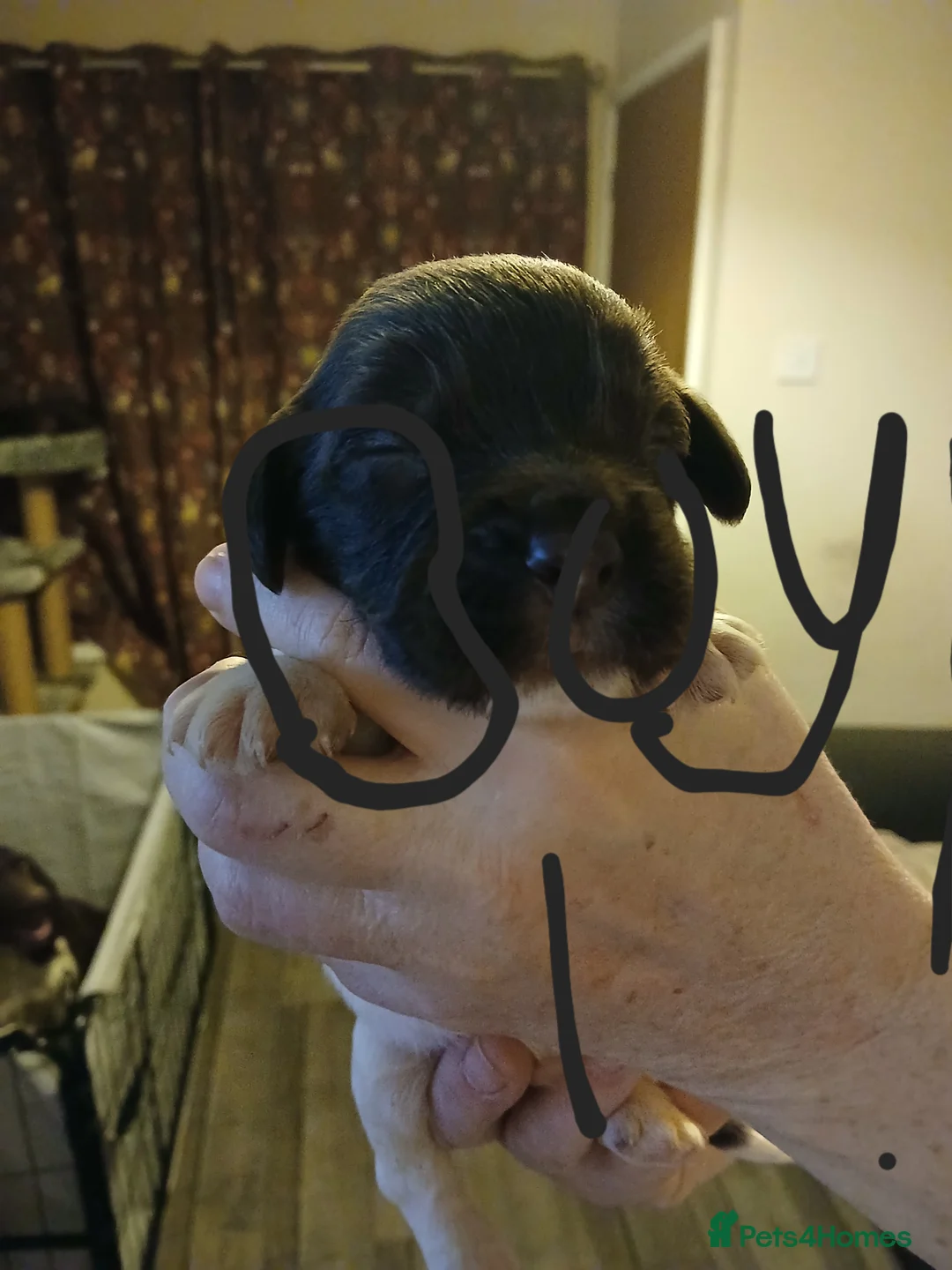 English Springer Spaniel dogs for sale: Springer spaniel  - Advert 14