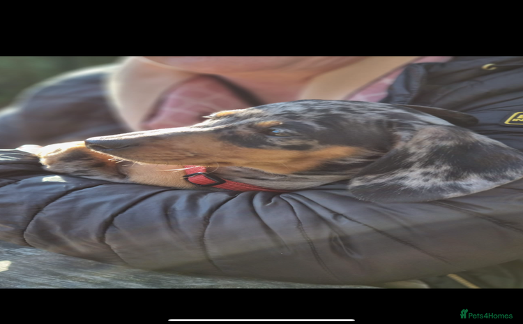 Miniature Dachshund dogs in Doncaster - Advert 11