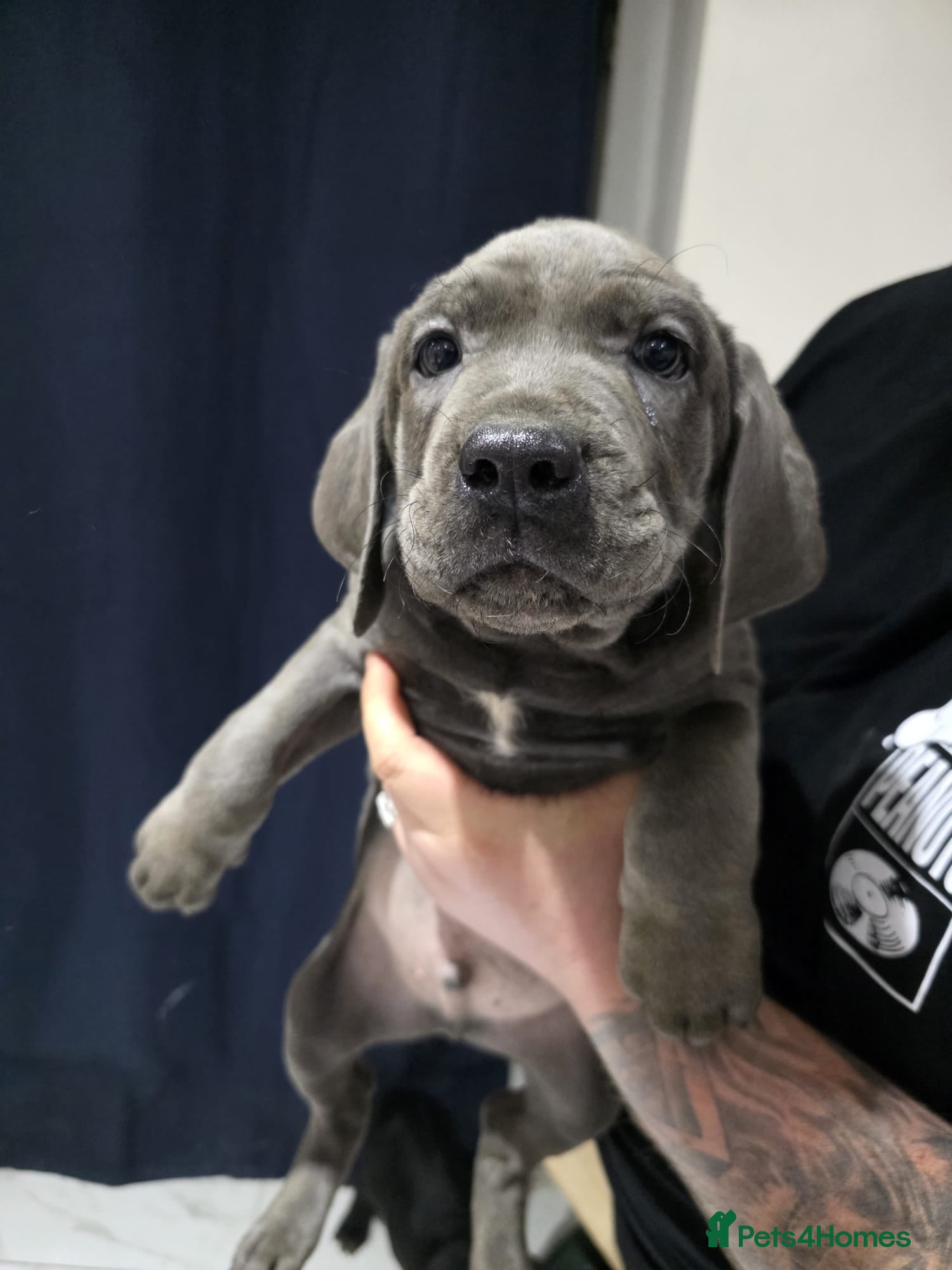 Cane Corso dogs Cane corso puppy - Advert 2