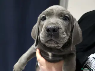 Cane Corso dogs Cane corso puppy - Advert 2