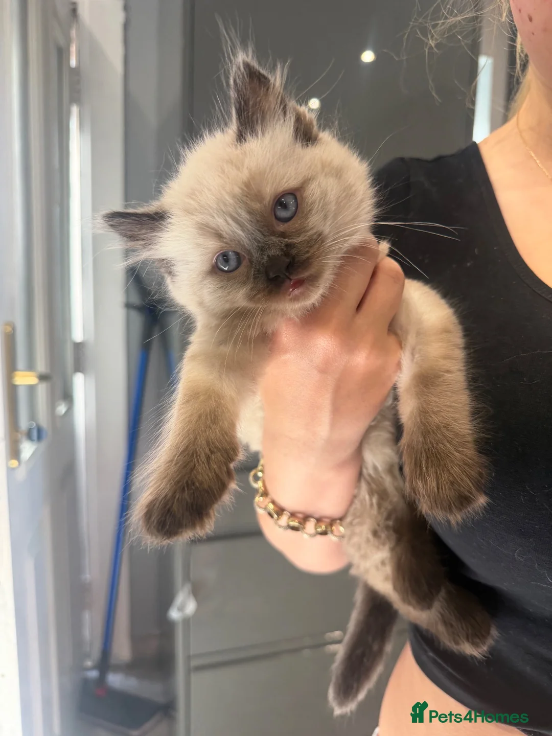 Ragdoll cats for sale: Ragdoll cross kittens  - Advert 2