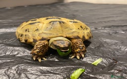 Tortoise reptiles for sale: Selling my beautiful Russian tortoise. - Image 6