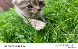 Scottish Fold cats for sale: Scottish fold kittens - Image 3