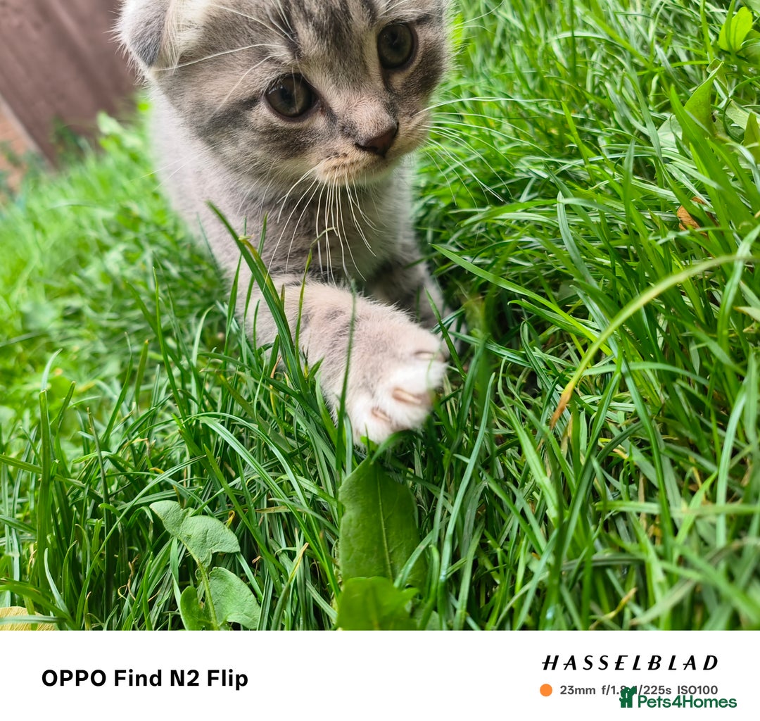 Scottish Fold cats for sale: Scottish fold kittens - Image 3