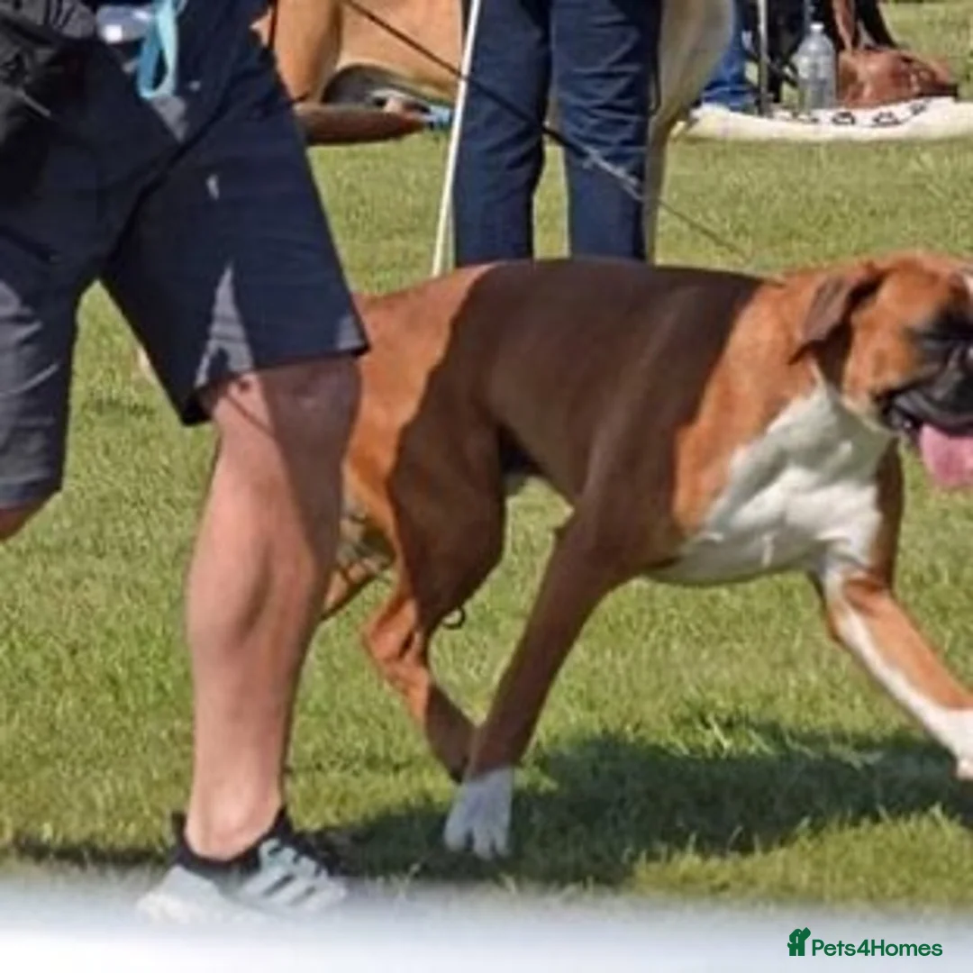 Boxer dogs for stud: Fully Health tested euro / kc reg Boxsanuk Gelso  in Newcastle upon Tyne - Advert 9