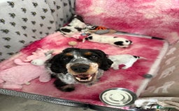 Cocker Spaniel dogs for sale: ✨Ready Now✨KC Reg Show Cocker Spaniel - Image 9