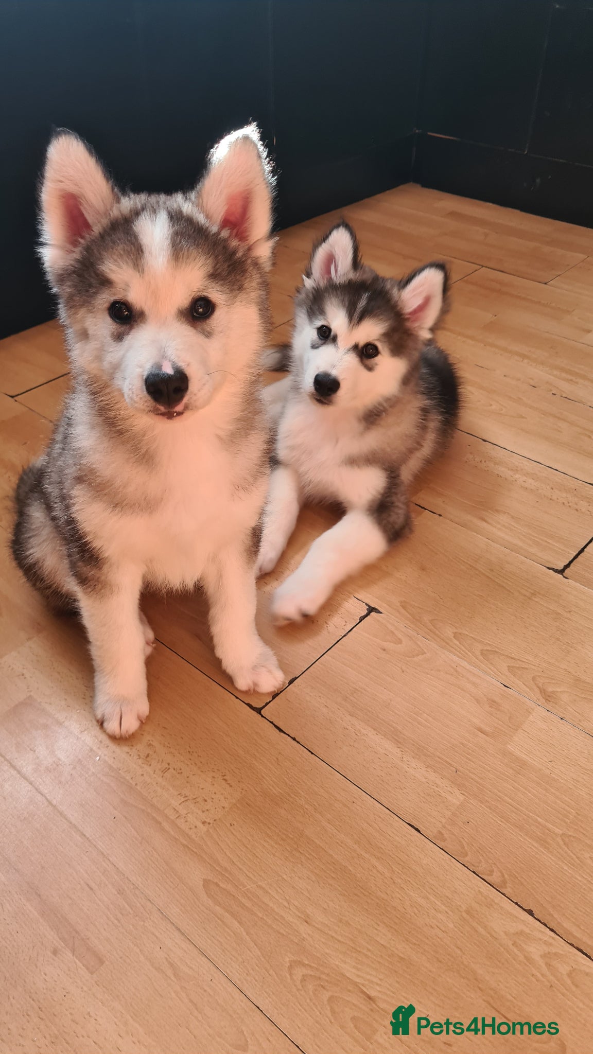 Siberian Husky dogs for sale: Urgent – 2 Siberian Husky Boy Looking for Homes - Advert 1