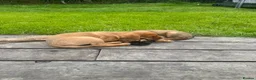 Mixed Breed dogs for sale: Gorgeous female Mixed Breed Puppy- ready now :) - Advert 6