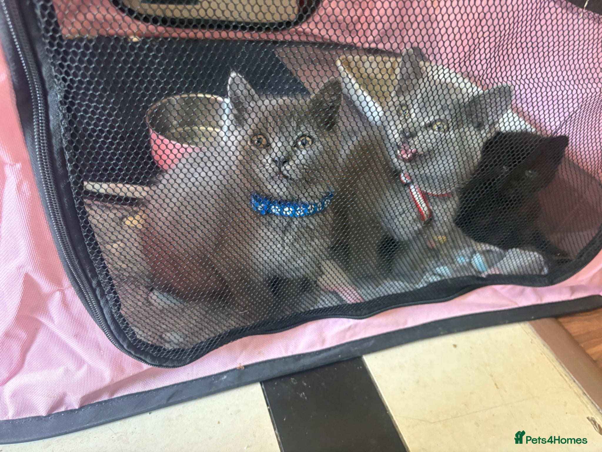 British Shorthair cats British Shorthair kittens  - Advert 2
