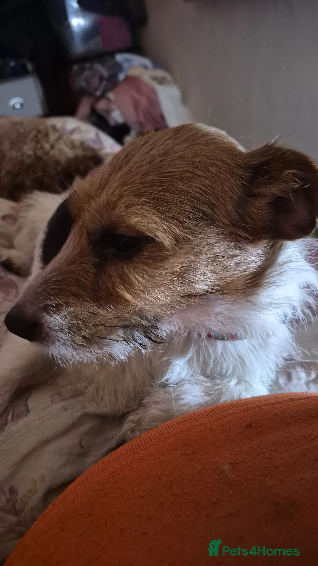 Jackapoo dogs for sale: Two beautiful jackapoo girls  - Advert 2