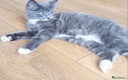 Russian Blue cats for sale: Adorable Russian Blue X Chantilly Tiffany Kittens! - Image 1