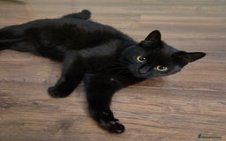 British Shorthair cats for sale: Beautiful Sophie British Shorthaired black cat - Advert 1