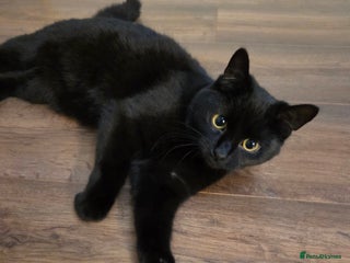 British Shorthair cats Beautiful Sophie British Shorthaired black cat - Advert 1