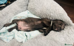 Jack Russell dogs for sale: Blue & Black Brindle Jack Russells - Image 33