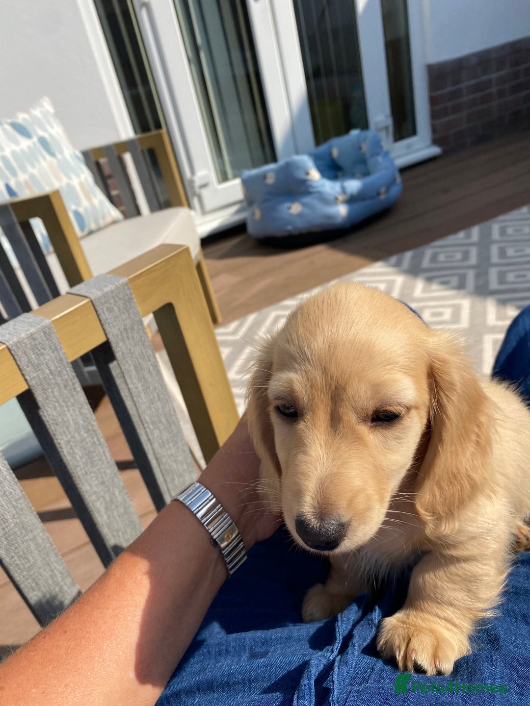 Miniature Dachshund dogs for sale: English Cream Mini Long Haired Dachshund  - Image 4