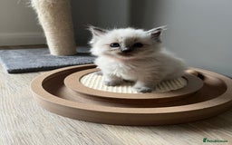 Ragdoll cats for sale: 2 Adorable Bluepoint boy Kittens left!  - Image 27