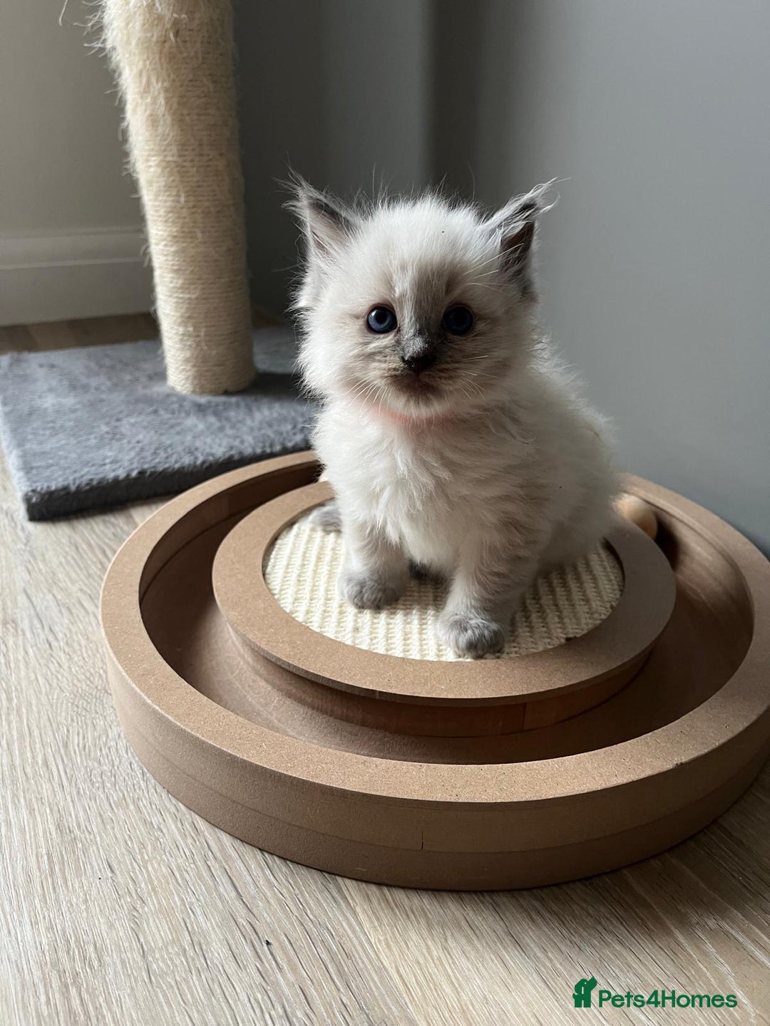 Ragdoll cats for sale: 2 Adorable Bluepoint boy Kittens left!  - Image 27
