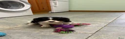 Cavalier King Charles Spaniel dogs for sale: KC Reg cavalier King Charles  - Advert 15
