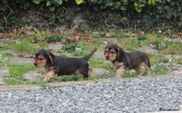 Cocker Spaniel dogs for sale: ⭐️ 1 Girl Ready for new home ⭐️ - Image 6