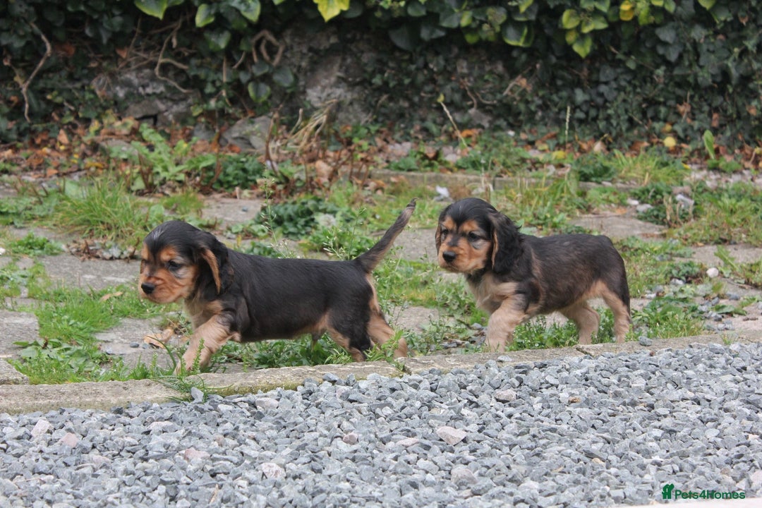 Cocker Spaniel dogs for sale: ⭐️ 1 Girl Ready for new home ⭐️ - Image 6