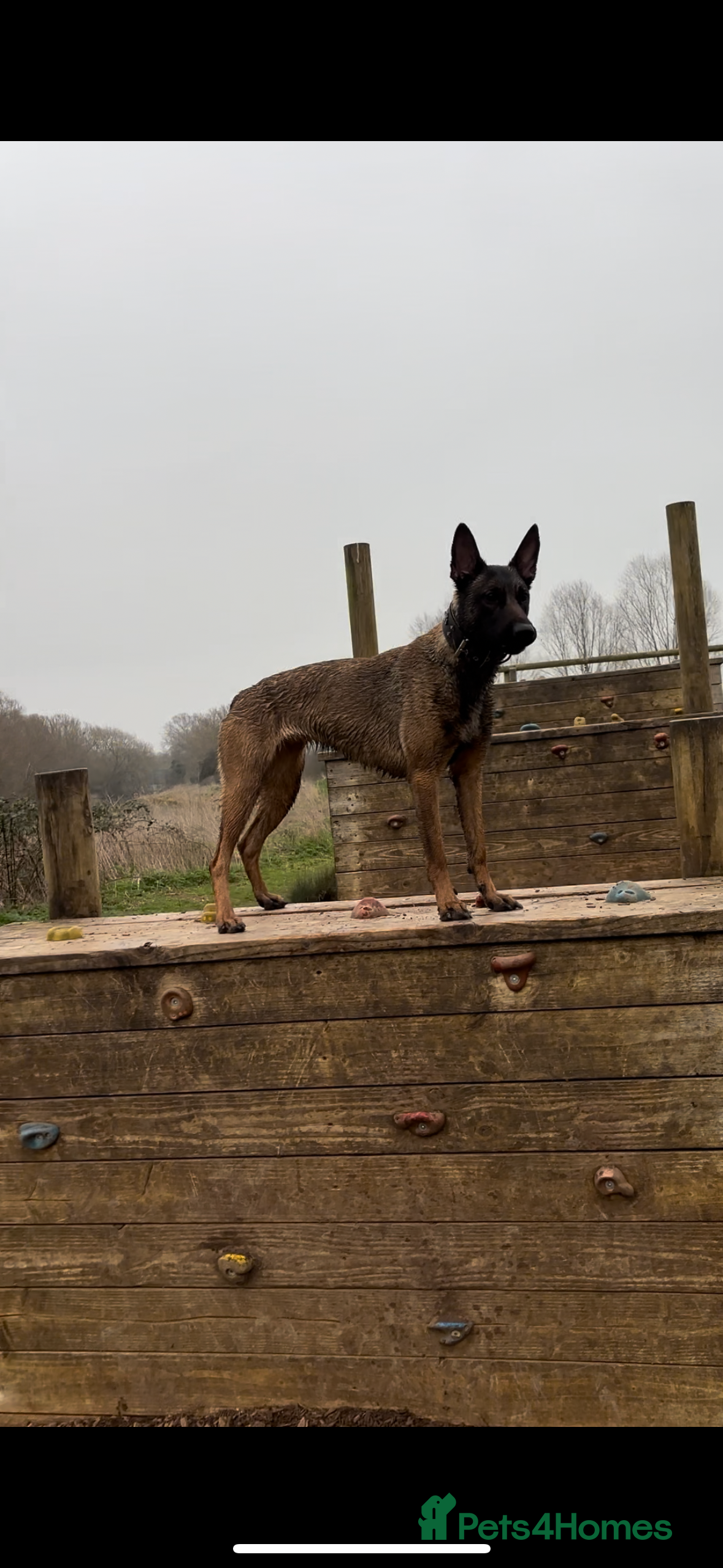 Belgian Shepherd Dog dogs Effie! - Advert 9