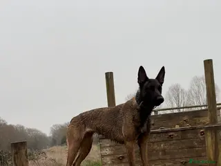 Belgian Shepherd Dog dogs Effie! - Advert 9