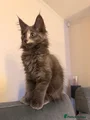 Maine Coon Kitten 6