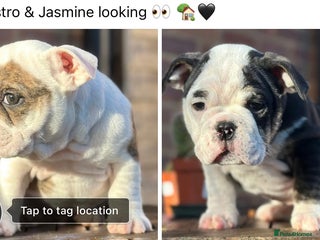 English Bulldog dogs 🌟 health tested parents 🌟 Ready Now!🌟 - Advert 16