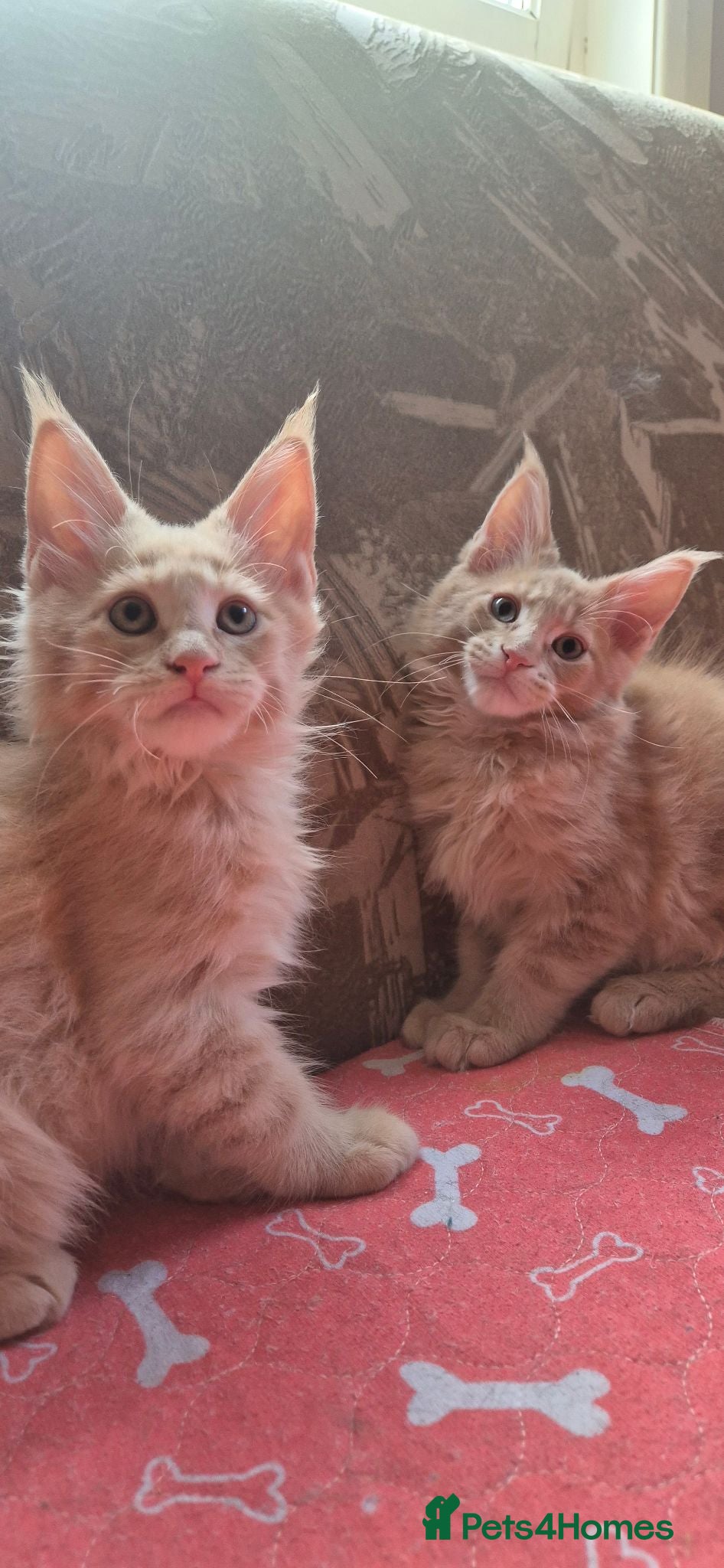Maine Coon cats Maine Coon kittens (pet only) - Advert 2