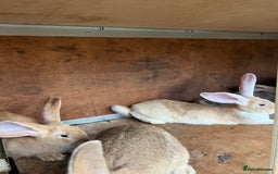 Continental Giant rabbits for sale: Continental Giants - Image 2