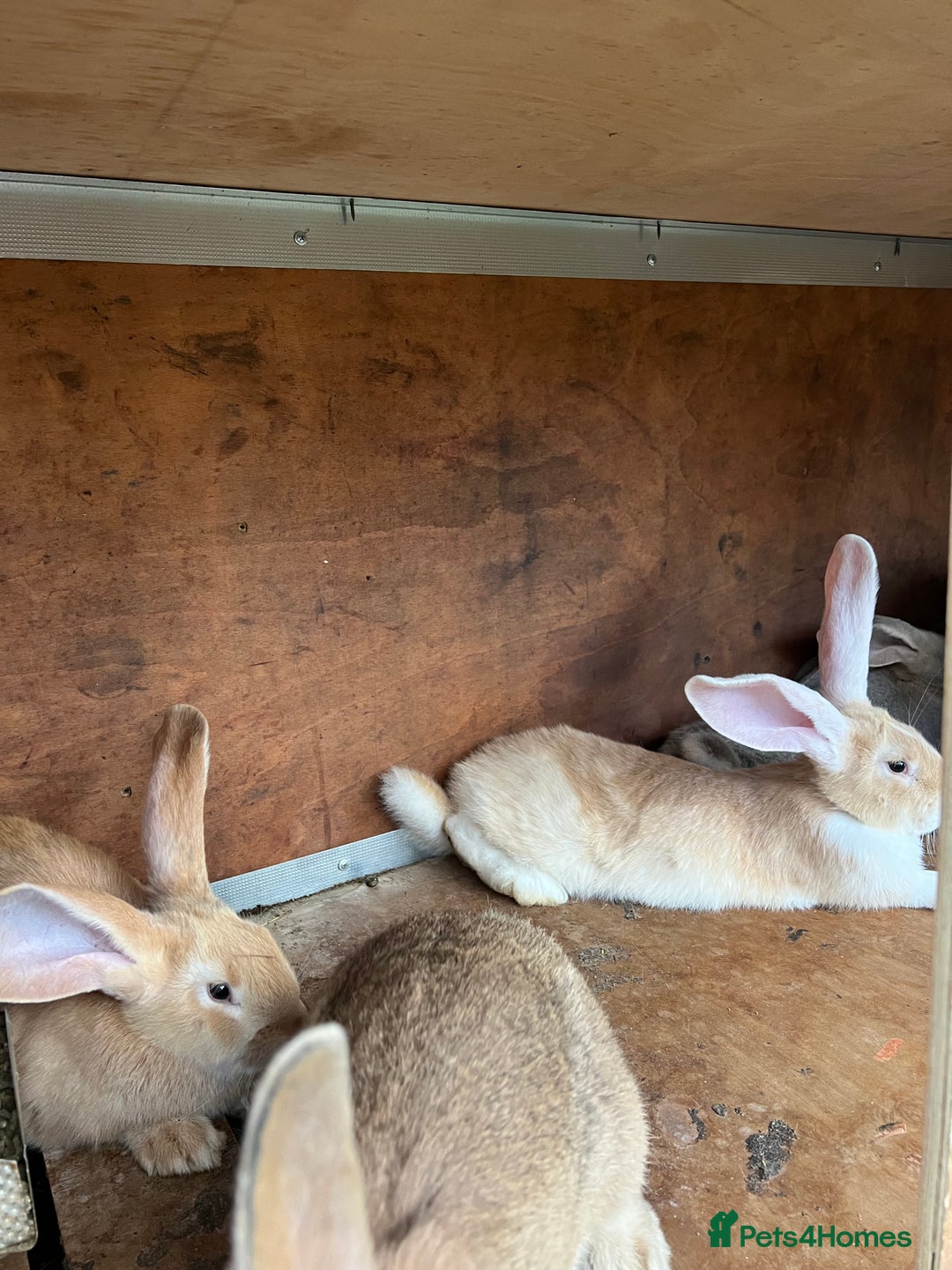 Continental Giant rabbits for sale: Continental Giants - Image 2