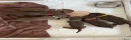 Dachshund dogs for sale: Dachshund puppies - Advert 3