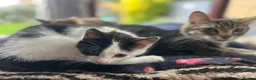 Mixed Breed cats for sale: Sweet friendly kitten   - Advert 14