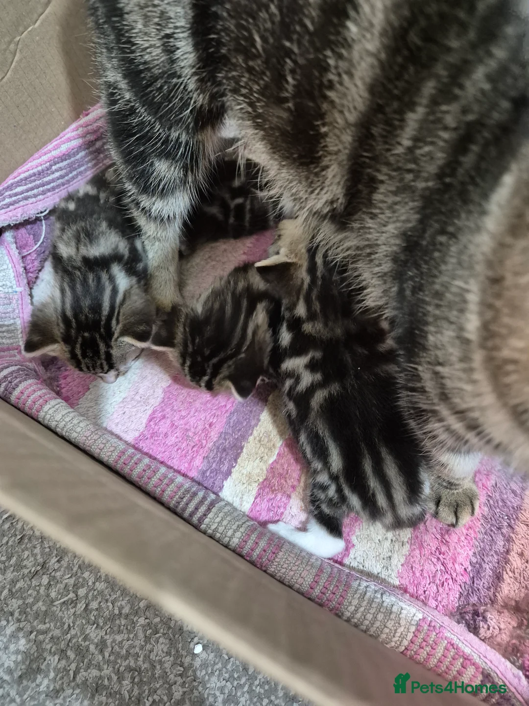 Bengal cats for sale: Beautiful Bengal X kittens - Advert 10