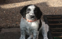 Mixed Breed dogs for sale: Merle Sprollies/Cotralian - Image 19
