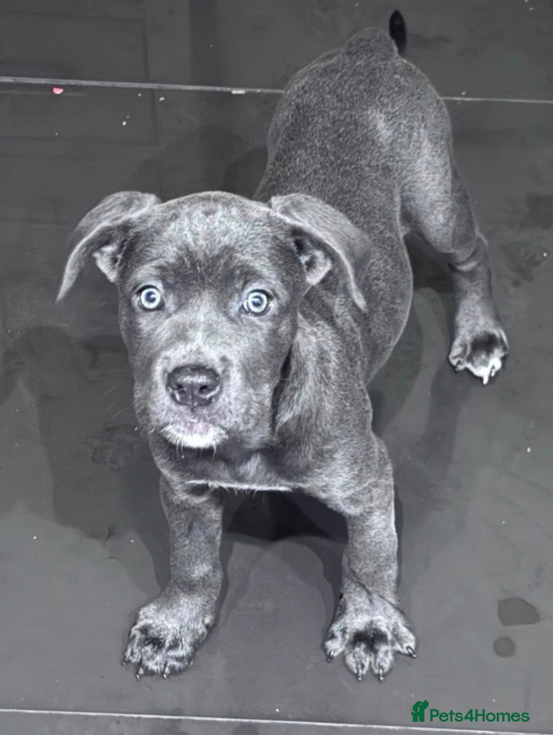 Cane Corso dogs for adoption: 9 month old female cane corso - Advert 9