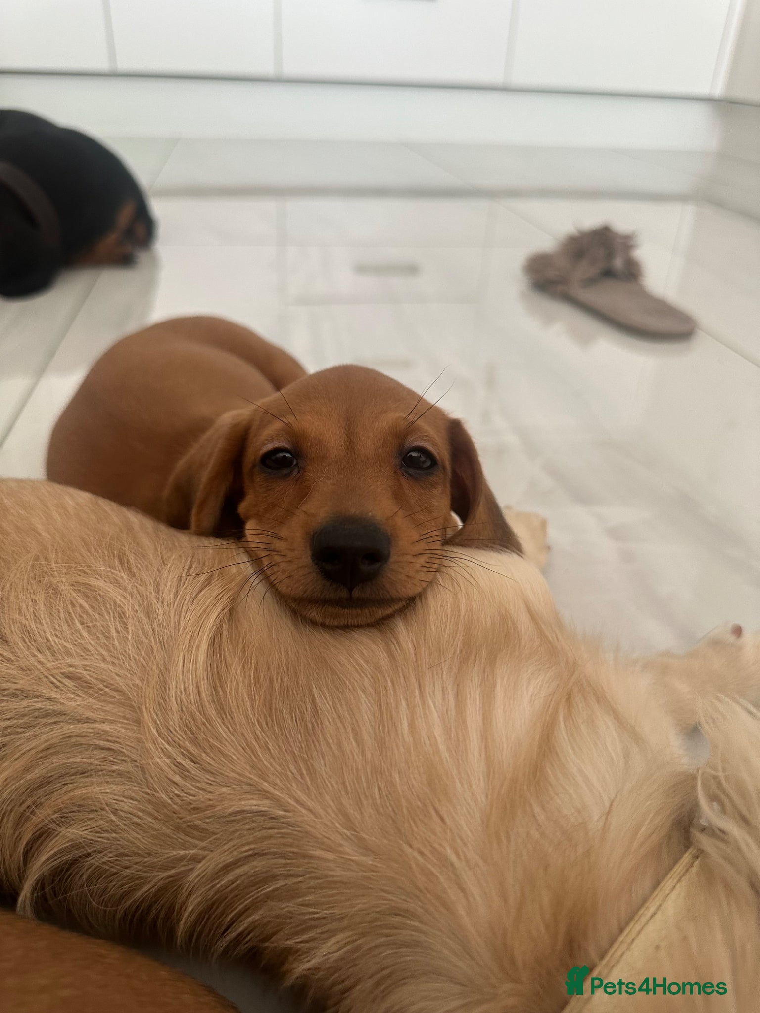 Miniature Dachshund dogs  Ready this weekend- 3 Red Girls Mini Dachshund - Advert 2