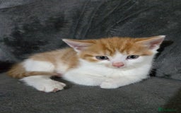 Mixed Breed cats for sale: 2 female 1 male ready for new homes October 1st - Image 2