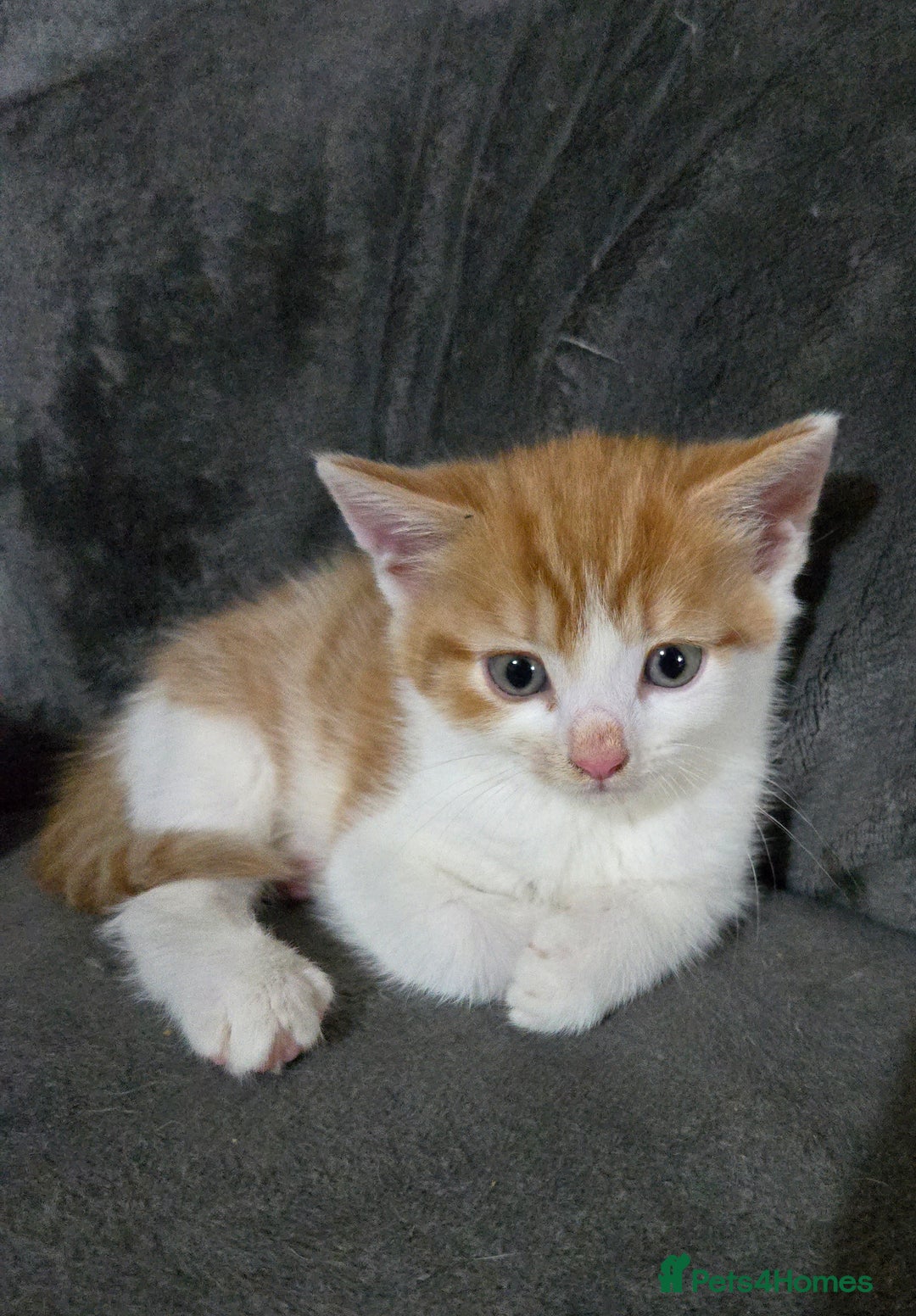 Mixed Breed cats for sale: 2 female 1 male ready for new homes October 1st - Image 2